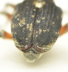 Phytobius leucogaster