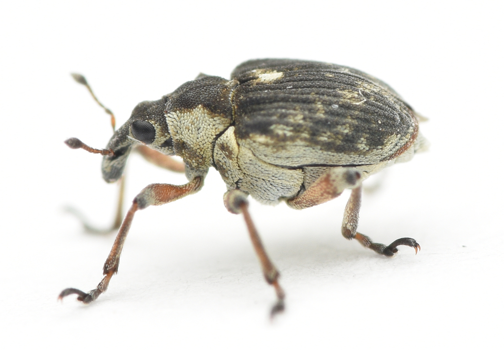 Phytobius leucogaster