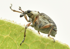 Phytobius leucogaster