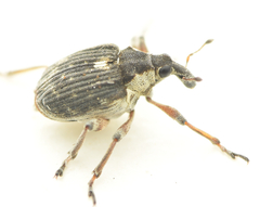 Phytobius leucogaster