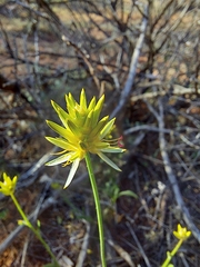 Ptilotus gaudichaudii