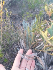 Banksia pteridifolia