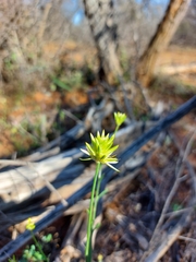 Ptilotus gaudichaudii