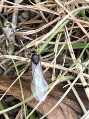 Lasius niger