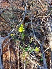 Ptilotus gaudichaudii