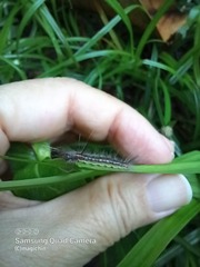 Uranophora terminalis