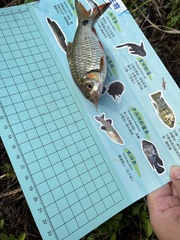 Systomus orphoides
