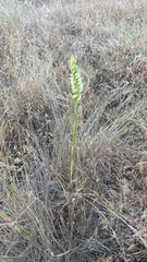 Spiranthes romanzoffiana