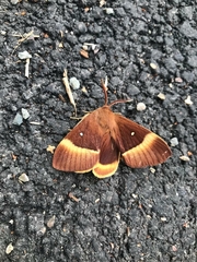 Lasiocampa quercus
