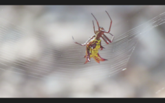Micrathena fissispina