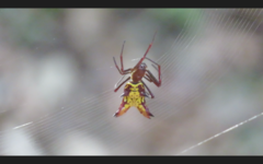 Micrathena fissispina