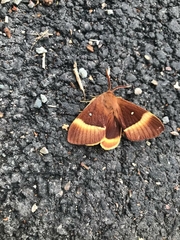 Lasiocampa quercus