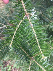 Abies nordmanniana
