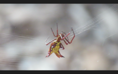 Micrathena fissispina
