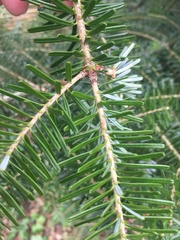 Abies nordmanniana