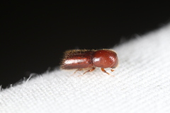 Xyleborus celsus