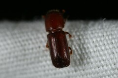 Xyleborus celsus