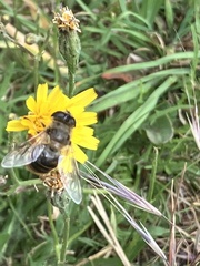 Eristalis tenax