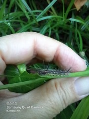 Uranophora terminalis