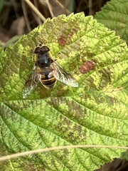 Eristalis tenax
