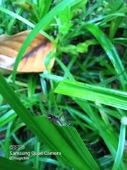 Uranophora terminalis