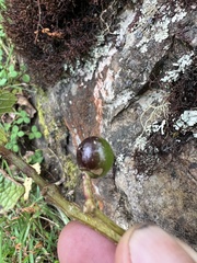 Cissus obliqua