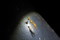 Necyla formosana