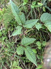 Cissus obliqua