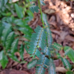 Phyllanthus niruri
