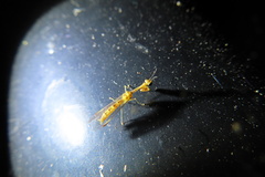 Necyla formosana