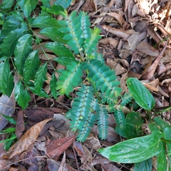 Phyllanthus niruri