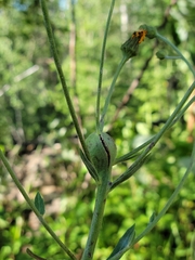 Aulacidea subterminalis