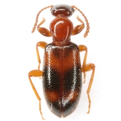 Vacusus vicinus