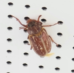 Polyphylla variolosa