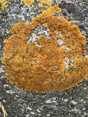 Xanthoria