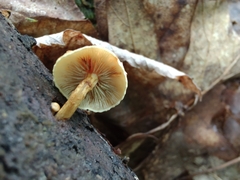 Pholiota subsulphurea