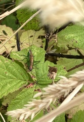 Conocephalus dorsalis