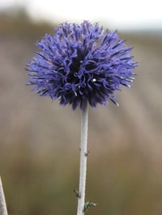 Echinops ritro ruthenicus