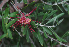 Grevillea olivacea