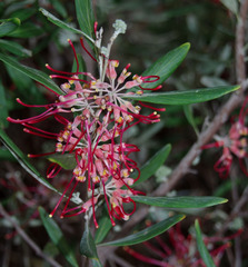 Grevillea olivacea