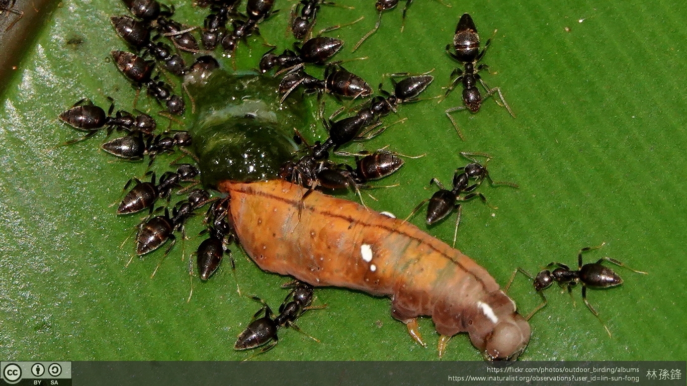 Technomyrmex formosensis