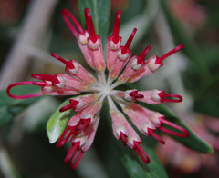 Grevillea olivacea