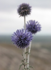 Echinops ritro ruthenicus