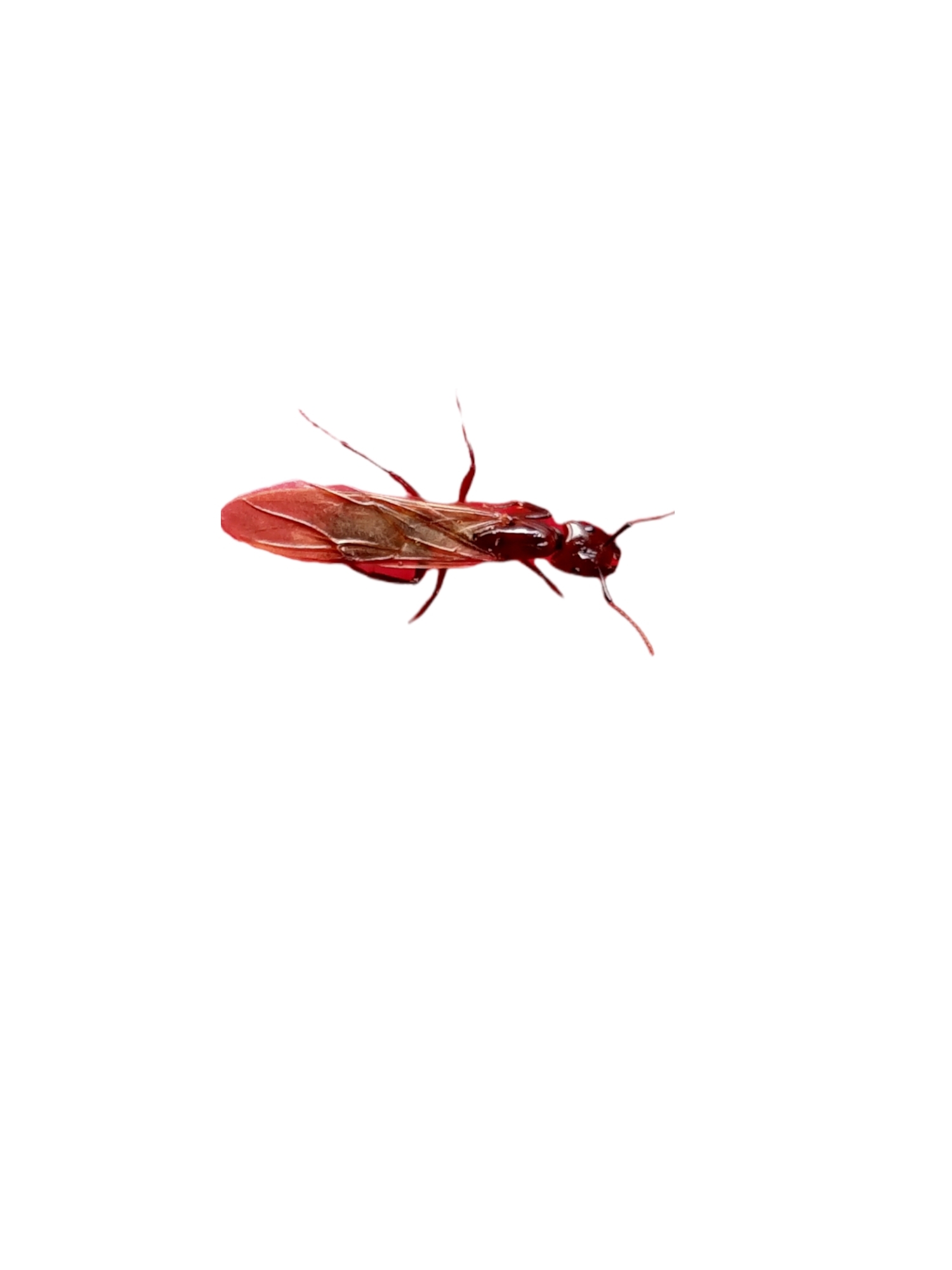 Camponotus quadrisectus