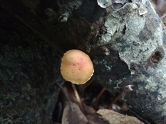 Pholiota subsulphurea
