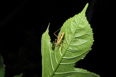 Gorpis japonicus