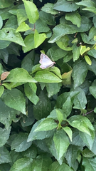 Cydalima perspectalis