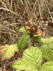 Pyronia tithonus