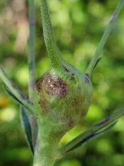 Aulacidea subterminalis