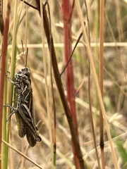 Chorthippus brunneus